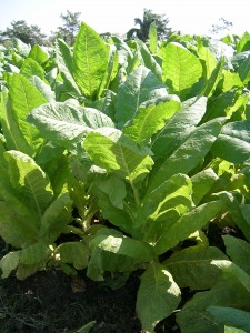 Tobacco leaves on the PABR forum